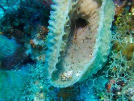 Yellow Line Arrow Crab and Hermit Crab in Yellow Vase Sponge IMG 9107